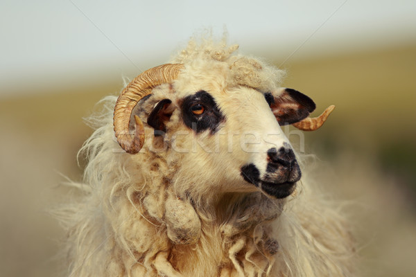 Portret mare intern berbec fermă faţă Imagine de stoc © taviphoto