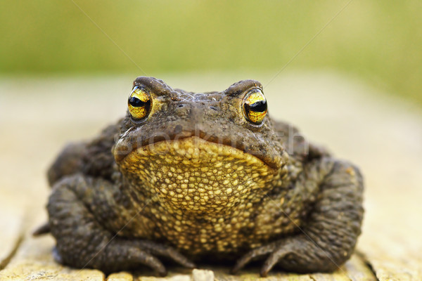 front view of cute common brown frog Stock photo © taviphoto