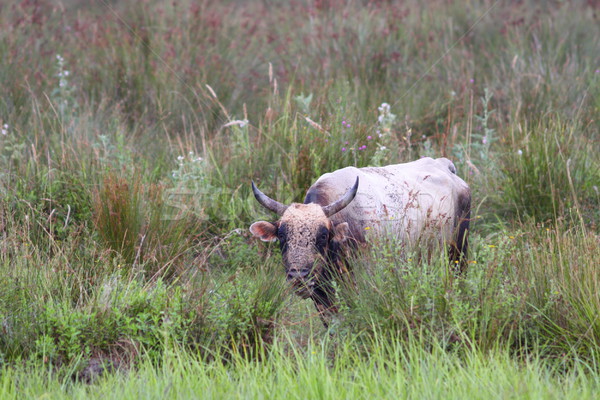 big bull on the swamp Stock photo © taviphoto