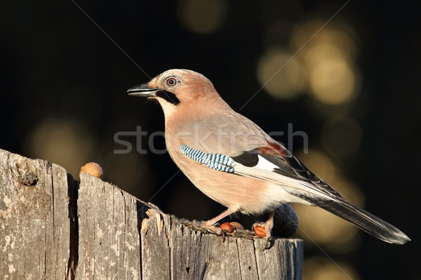 closeup of eurasian jay Stock photo © taviphoto