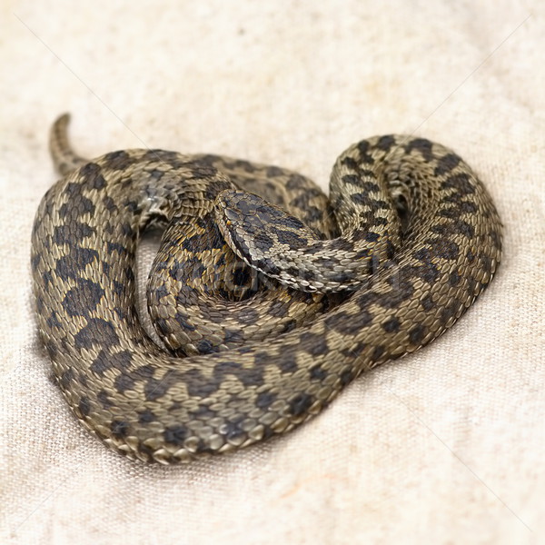Prado pano de saco feminino saco serpente Foto stock © taviphoto