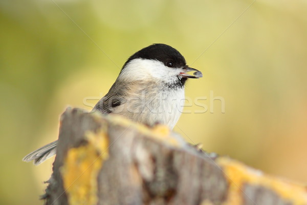 Carbone tit sementi becco giardino uccello Foto d'archivio © taviphoto