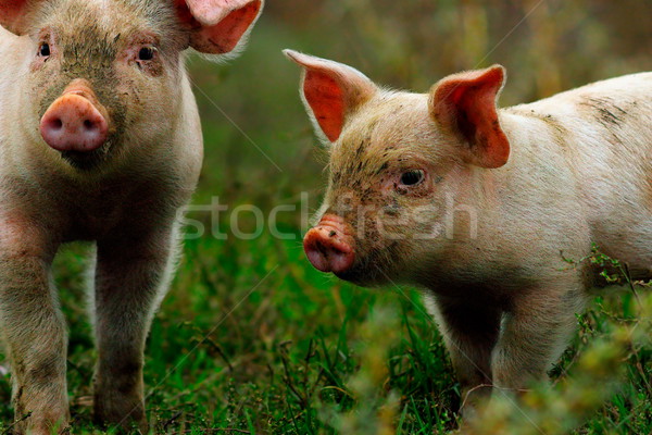 young pigs on green lawn near the farm Stock photo © taviphoto