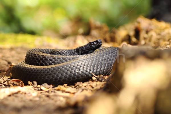 black snake on forest ground Stock photo © taviphoto