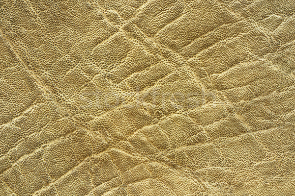interesting textured elephant skin Stock photo © taviphoto
