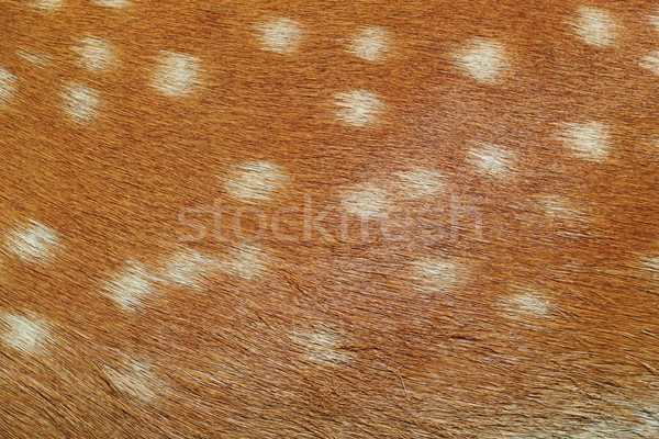 fallow deer textured pelt Stock photo © taviphoto