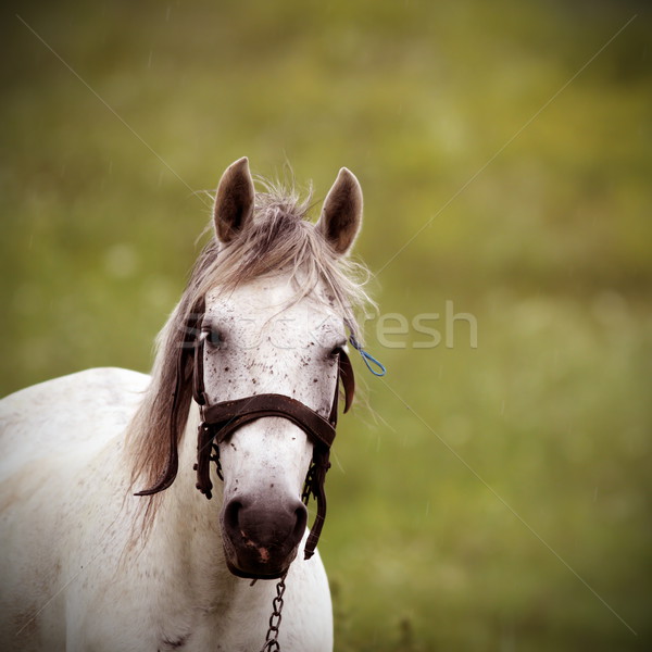 Schimmel Jahrgang Porträt schönen Pferd Schönheit Stock foto © taviphoto