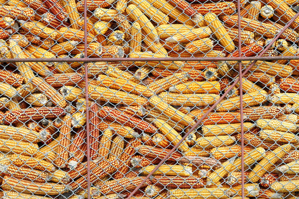 maize stock Stock photo © taviphoto