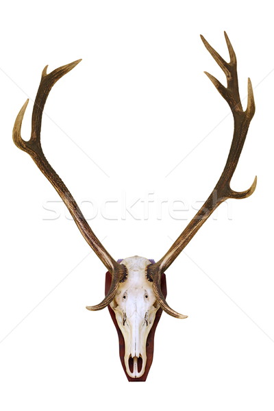 red deer buck skull Stock photo © taviphoto