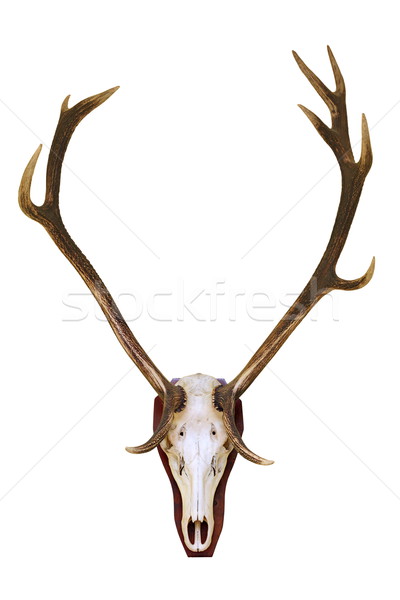 [[stock_photo]]: Rouge · cerfs · buck · crâne · chasse · trophée