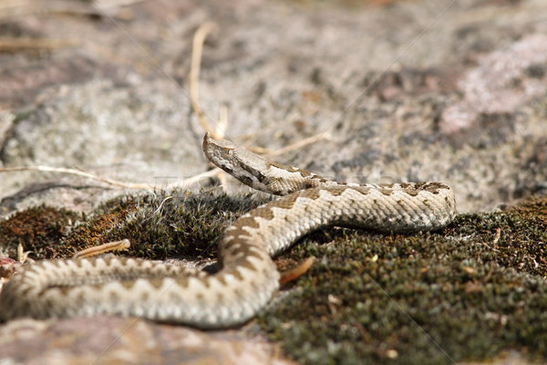 Jeunes européenne sable serpent animaux [[stock_photo]] © taviphoto