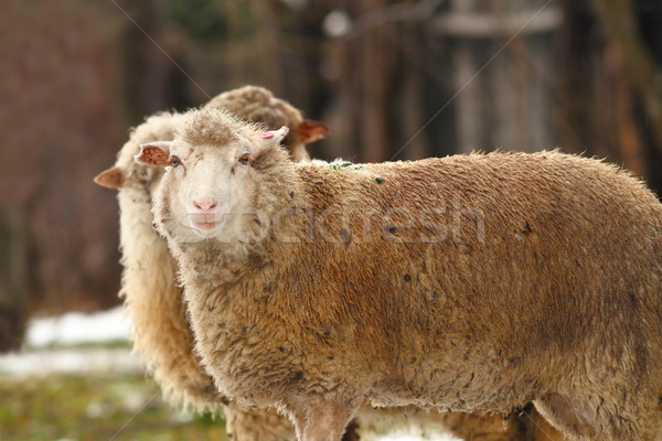 white sheep Stock photo © taviphoto