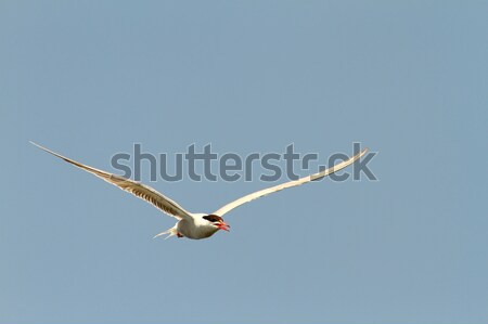 common tern flying towards the camera Stock photo © taviphoto