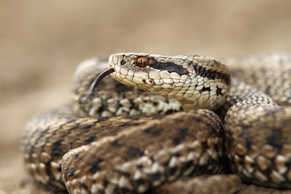 detail of a meadow adder Stock photo © taviphoto