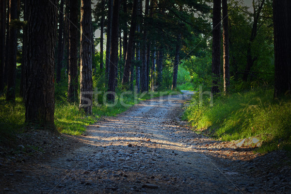 beautiful path walk in the forest Stock photo © taviphoto