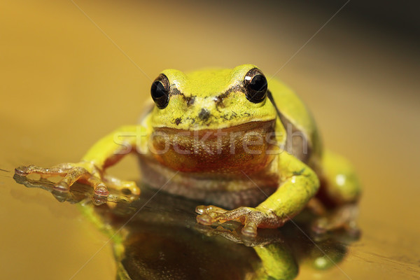 close up of a curious green tree frog  Stock photo © taviphoto