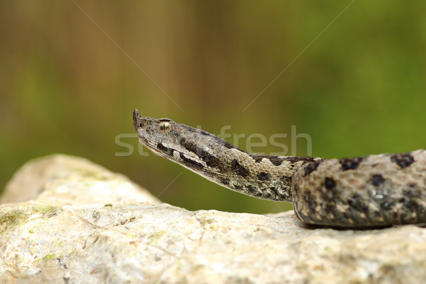 european venomous adder creeping on stone Stock photo © taviphoto