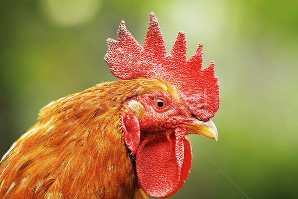 portrait of colorful rooster Stock photo © taviphoto