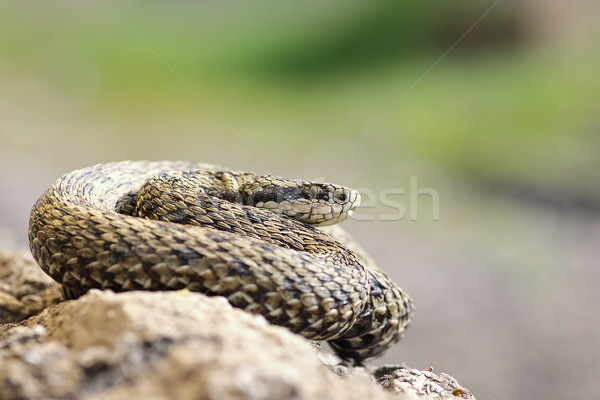 rarest european viper Stock photo © taviphoto