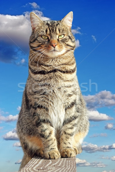 Gros chat haut clôture grand rayé chat Photo stock © taviphoto