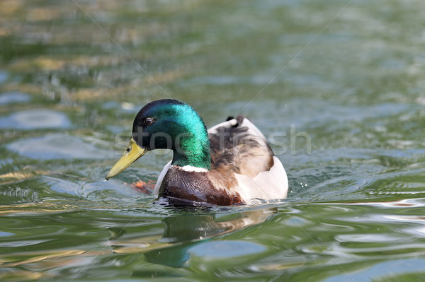 male mallard on lake surface Stock photo © taviphoto