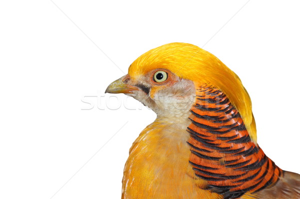 portrait of a golden pheasant Stock photo © taviphoto