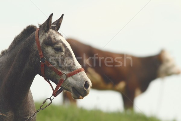horse portrait at the farm Stock photo © taviphoto