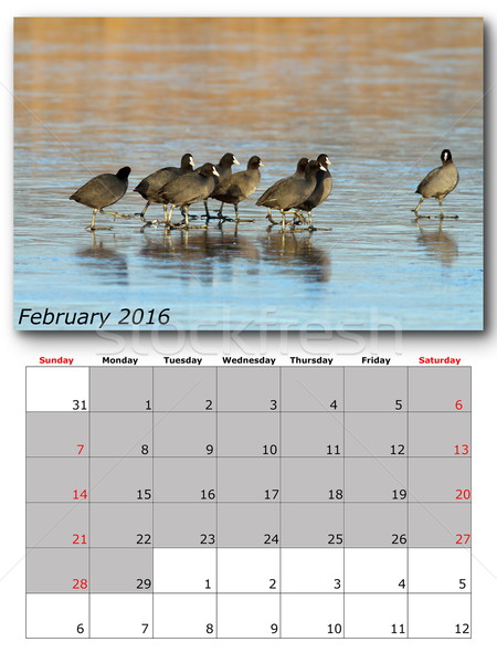 Fauna calendario 2016 impresión página disposición Foto stock © taviphoto