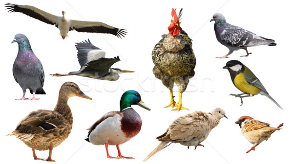 collection of full length isolated birds Stock photo © taviphoto