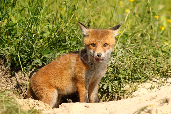 cute young european red fox Stock photo © taviphoto