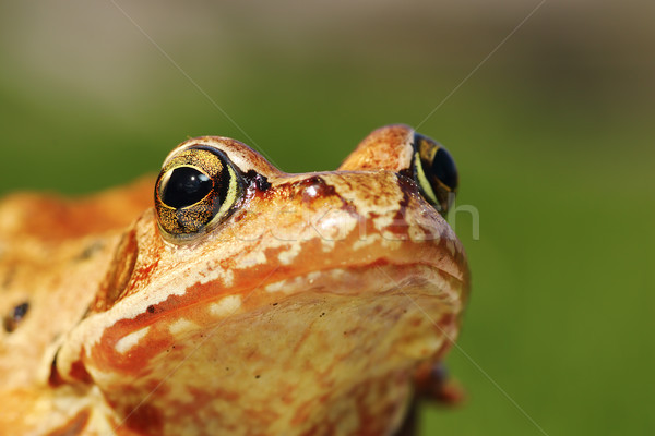 macro portrait of european common frog Stock photo © taviphoto