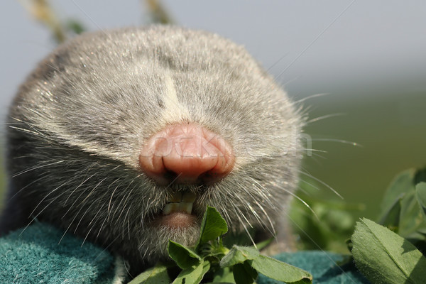 Portré vakond patkány makró család arc Stock fotó © taviphoto