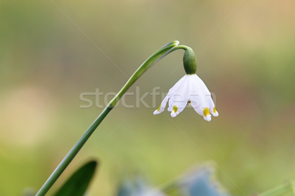 closeup of snowdrop in spring Stock photo © taviphoto