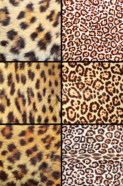 Coleção diferente leopardo real naturalismo texturas Foto stock © taviphoto