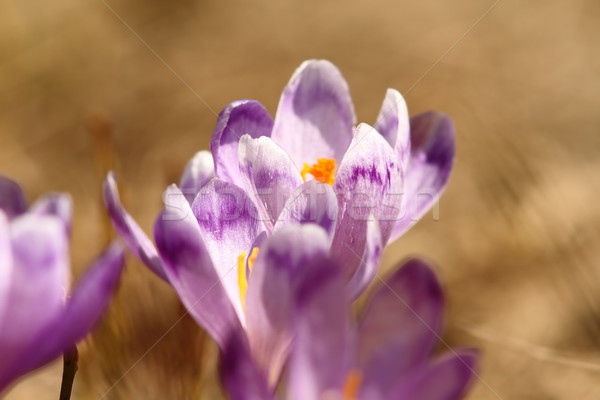 Bahar mor güzel safran çiçekler Stok fotoğraf © taviphoto