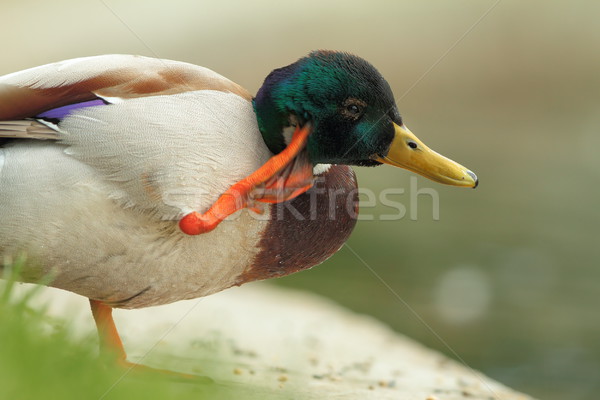 mallard drake close up Stock photo © taviphoto