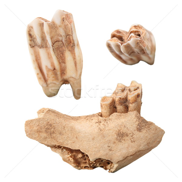 red deer mandible and molars Stock photo © taviphoto