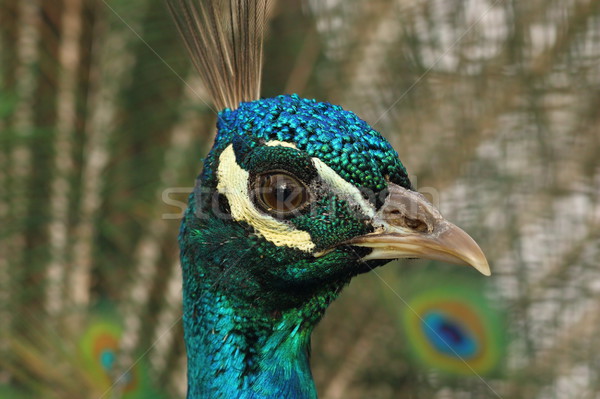 portrait of a peacock Stock photo © taviphoto