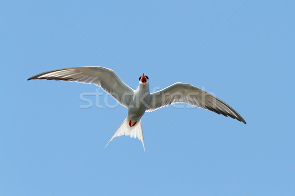 the common tern Stock photo © taviphoto