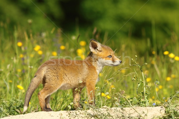 young red fox Stock photo © taviphoto