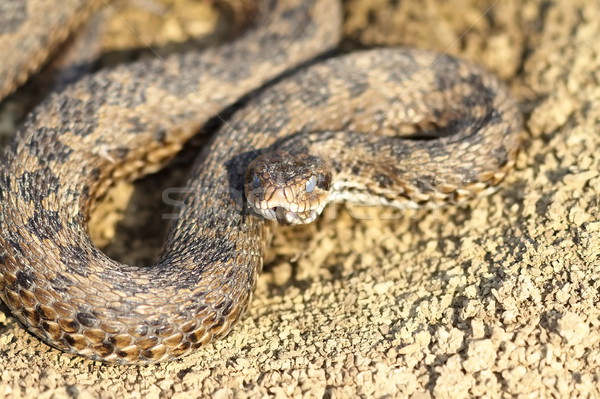 meadow adder hatched from hibernation Stock photo © taviphoto