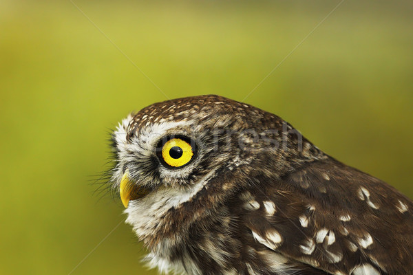 portrait of little owl over green out of focus background Stock photo © taviphoto