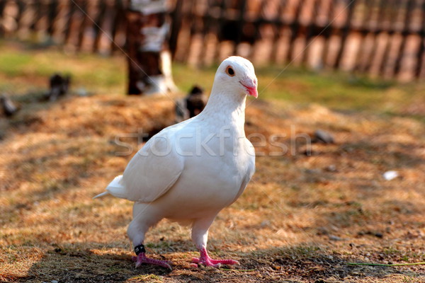 Stock photo: white pigeon walking