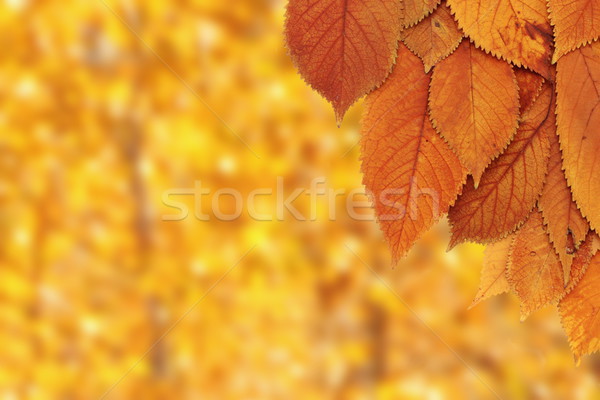 cherry leaves over forest background Stock photo © taviphoto