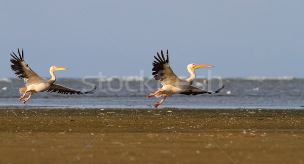 Doua zbor plajă dunarea delta Imagine de stoc © taviphoto