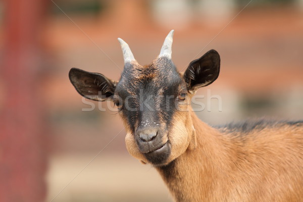 young goat portrait Stock photo © taviphoto