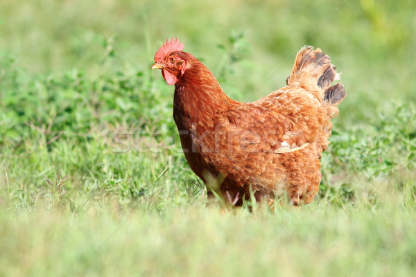 Grand poule vert gazon marche bio [[stock_photo]] © taviphoto