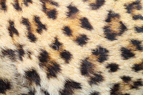 Spoturi real leopard blană frumos natural Imagine de stoc © taviphoto
