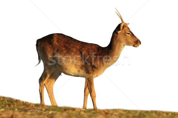 isolated fallow deer buck Stock photo © taviphoto
