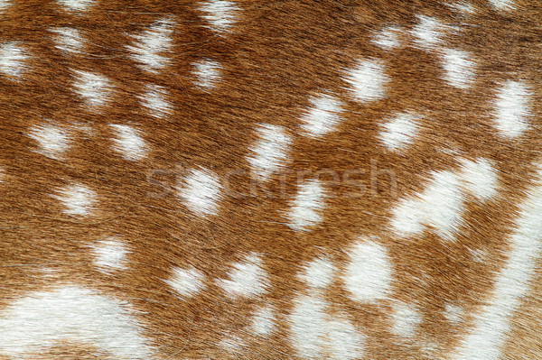 texture of fallow deer fur Stock photo © taviphoto